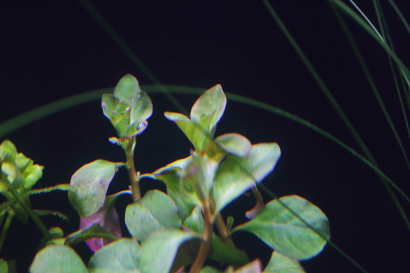 植栽から1日目